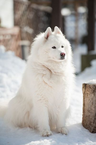 Samoyed