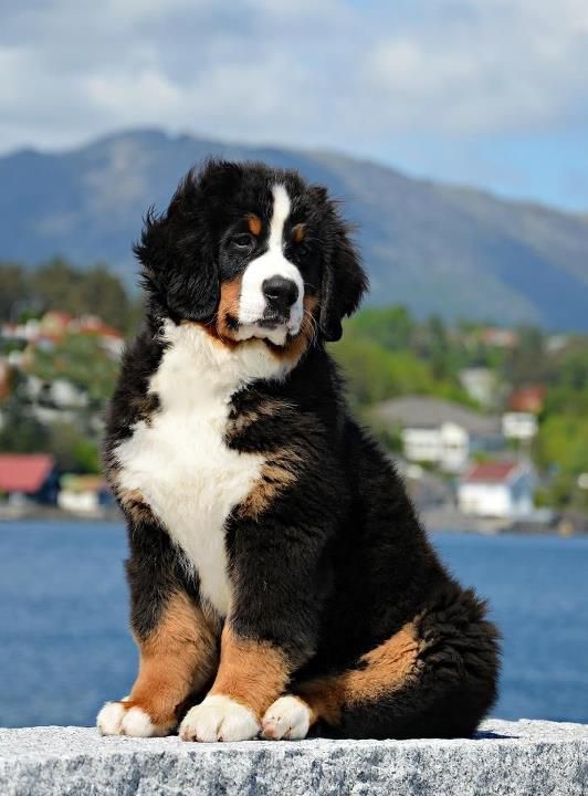 Bernese Mountain Dog