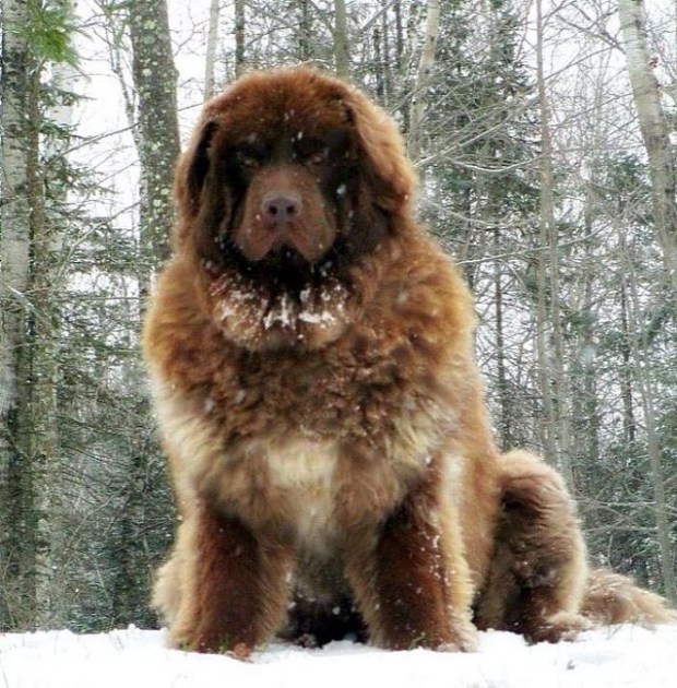 Caucasian Mountain Dog