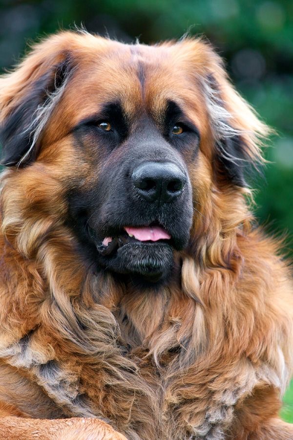Leonberger
