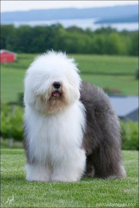 Old English Sheepdog