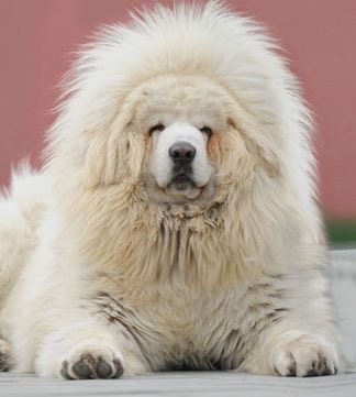 Tibetan Mastiff
