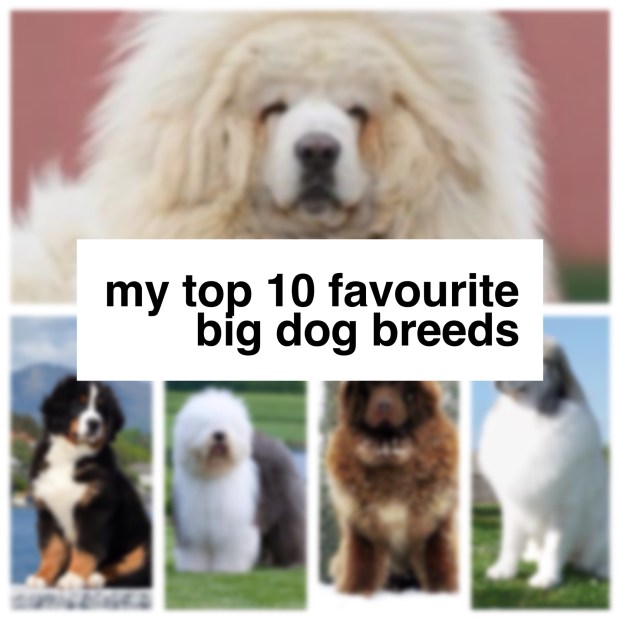 top_10_big_dog_breeds